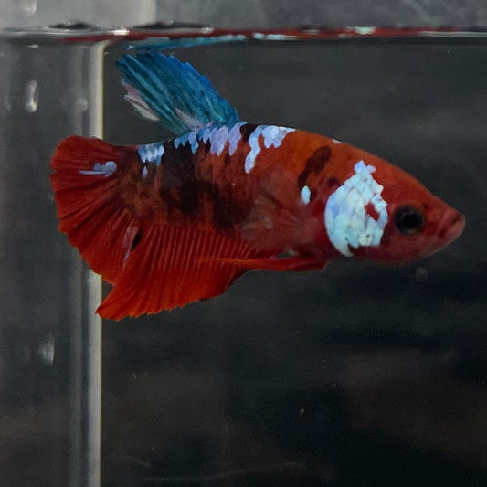 the-fish-farm Premium Male Betta Galaxy Koi Premium Male Betta - One Only - 3 Find a range of Galaxy Koi Male Bettas at The Fish Farm Australia