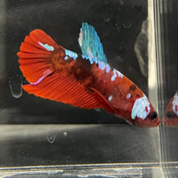 the-fish-farm Premium Male Betta Galaxy Koi Premium Male Betta - One Only - 3 Find a range of Galaxy Koi Male Bettas at The Fish Farm Australia