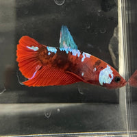 the-fish-farm Premium Male Betta Galaxy Koi Premium Male Betta - One Only - 3 Find a range of Galaxy Koi Male Bettas at The Fish Farm Australia
