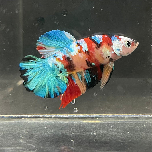 the-fish-farm Premium Male Betta Galaxy Koi Premium Male Betta - One Only - 4 Find a range of Galaxy Koi Male Bettas at The Fish Farm Australia