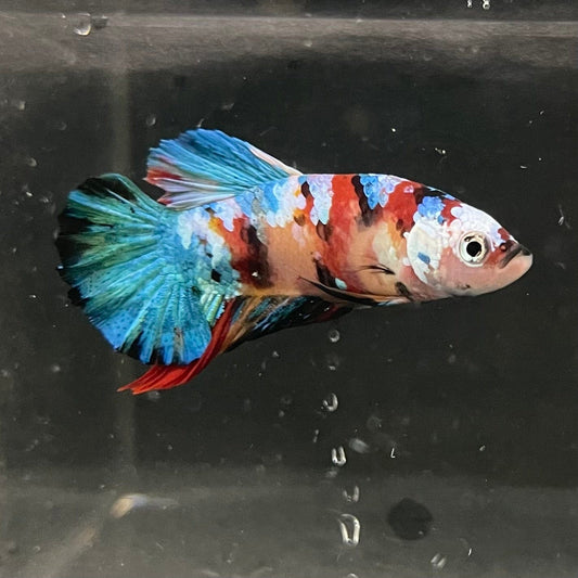 the-fish-farm Premium Male Betta Galaxy Koi Premium Male Betta - One Only - 4 Find a range of Galaxy Koi Male Bettas at The Fish Farm Australia