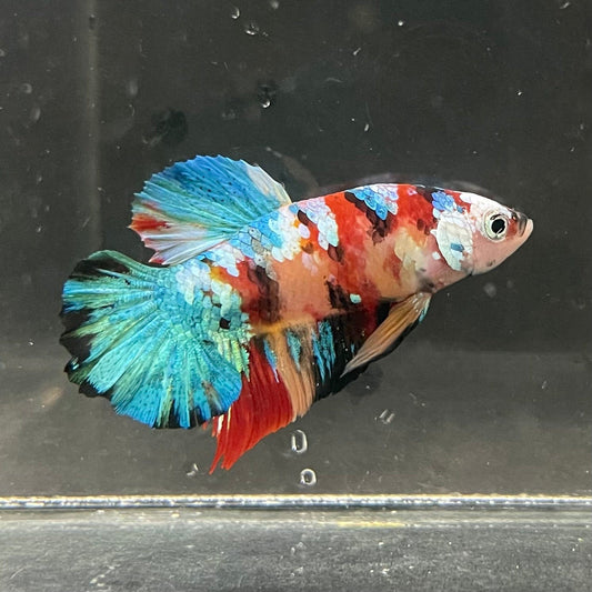 the-fish-farm Premium Male Betta Galaxy Koi Premium Male Betta - One Only - 4 Find a range of Galaxy Koi Male Bettas at The Fish Farm Australia