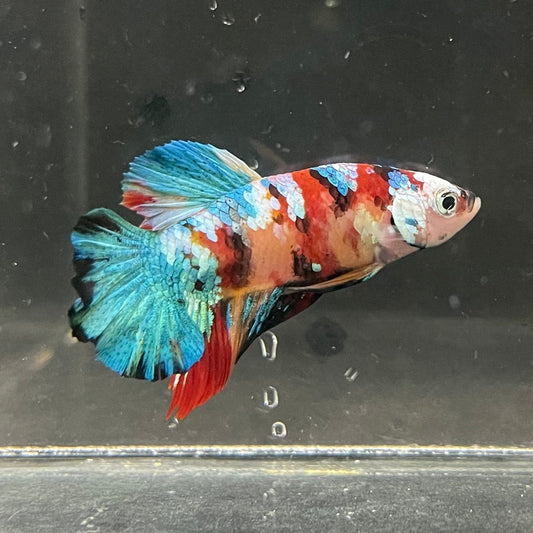 the-fish-farm Premium Male Betta Galaxy Koi Premium Male Betta - One Only - 4 Find a range of Galaxy Koi Male Bettas at The Fish Farm Australia