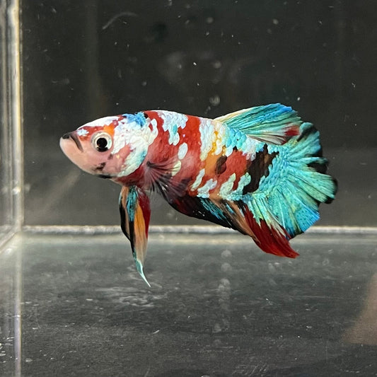 the-fish-farm Premium Male Betta Galaxy Koi Premium Male Betta - One Only - 4 Find a range of Galaxy Koi Male Bettas at The Fish Farm Australia