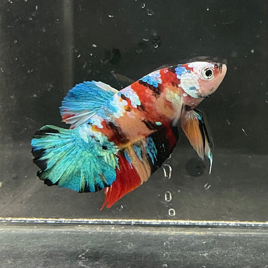 the-fish-farm Premium Male Betta Galaxy Koi Premium Male Betta - One Only - 4 Find a range of Galaxy Koi Male Bettas at The Fish Farm Australia