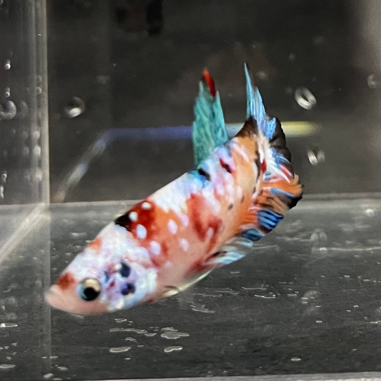 the-fish-farm Premium Male Betta Galaxy Koi Premium Male Betta - One Only - 4 Find a range of Galaxy Koi Male Bettas at The Fish Farm Australia