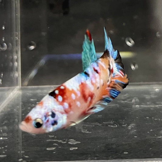 the-fish-farm Premium Male Betta Galaxy Koi Premium Male Betta - One Only - 4 Find a range of Galaxy Koi Male Bettas at The Fish Farm Australia