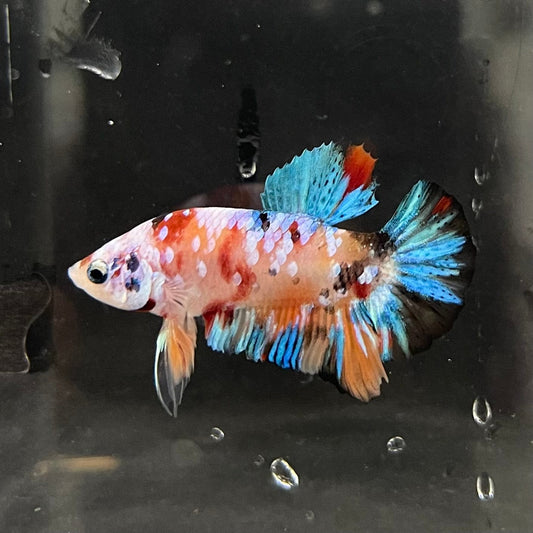 the-fish-farm Premium Male Betta Galaxy Koi Premium Male Betta - One Only - 4 Find a range of Galaxy Koi Male Bettas at The Fish Farm Australia