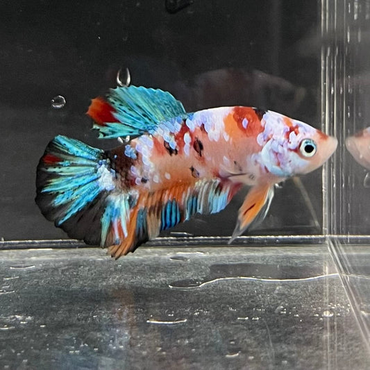 the-fish-farm Premium Male Betta Galaxy Koi Premium Male Betta - One Only - 4 Find a range of Galaxy Koi Male Bettas at The Fish Farm Australia