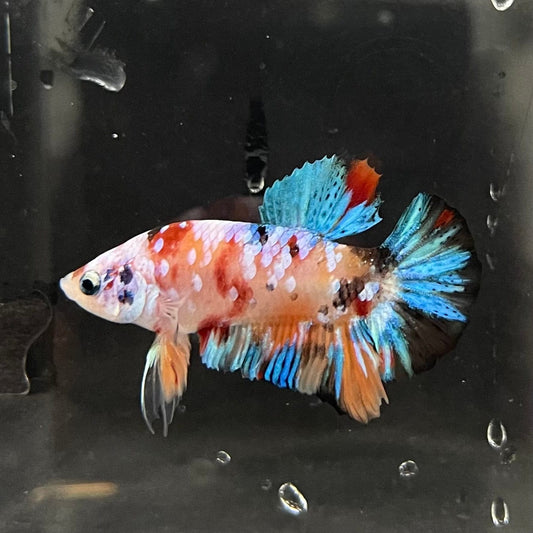 the-fish-farm Premium Male Betta Galaxy Koi Premium Male Betta - One Only - 4 Find a range of Galaxy Koi Male Bettas at The Fish Farm Australia