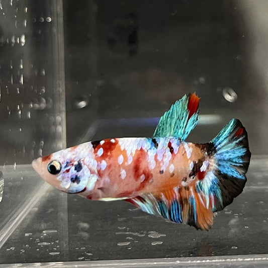 the-fish-farm Premium Male Betta Galaxy Koi Premium Male Betta - One Only - 4 Find a range of Galaxy Koi Male Bettas at The Fish Farm Australia