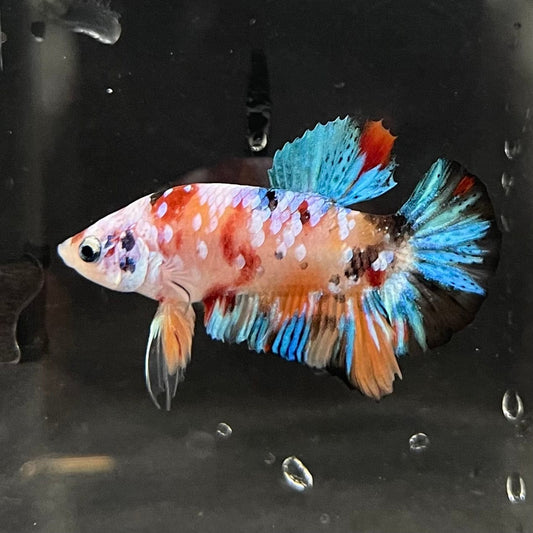the-fish-farm Premium Male Betta Galaxy Koi Premium Male Betta - One Only - 4 Find a range of Galaxy Koi Male Bettas at The Fish Farm Australia