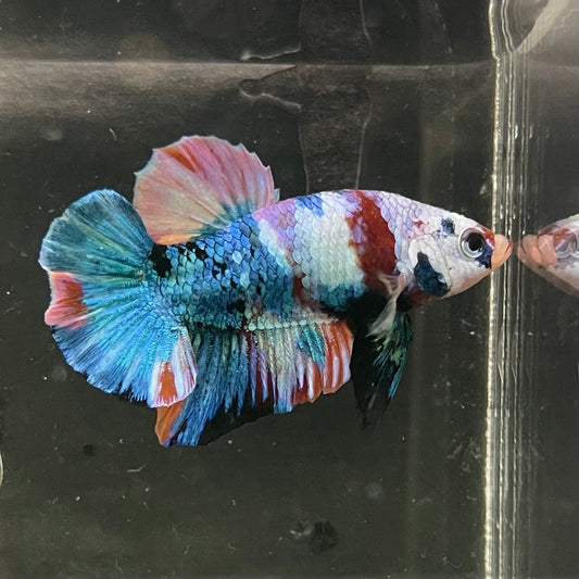 the-fish-farm Premium Male Betta Galaxy Koi Premium Male Betta - One Only - 5 Find a range of Galaxy Koi Male Bettas at The Fish Farm Australia