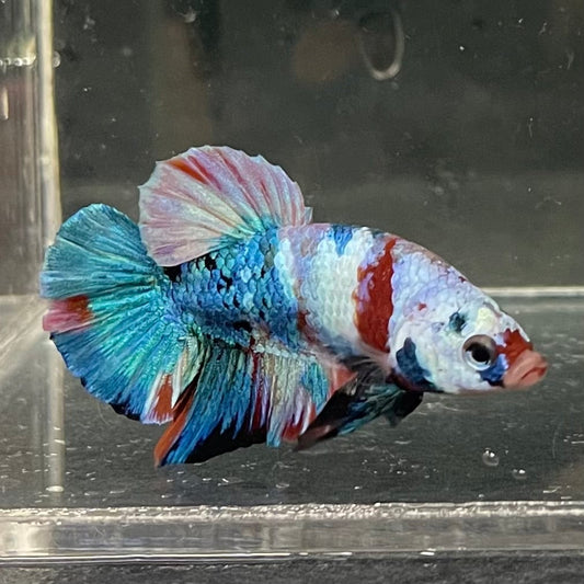 the-fish-farm Premium Male Betta Galaxy Koi Premium Male Betta - One Only - 5 Find a range of Galaxy Koi Male Bettas at The Fish Farm Australia