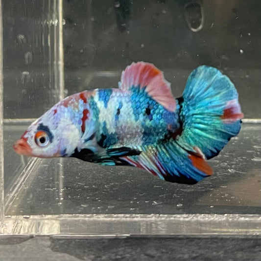 the-fish-farm Premium Male Betta Galaxy Koi Premium Male Betta - One Only - 5 Find a range of Galaxy Koi Male Bettas at The Fish Farm Australia