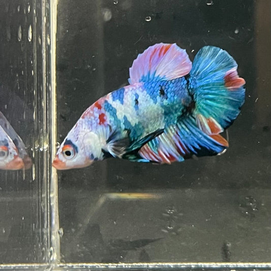 the-fish-farm Premium Male Betta Galaxy Koi Premium Male Betta - One Only - 5 Find a range of Galaxy Koi Male Bettas at The Fish Farm Australia