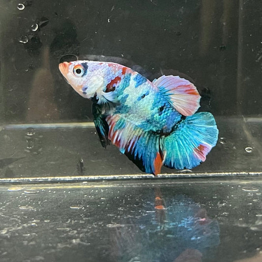 the-fish-farm Premium Male Betta Galaxy Koi Premium Male Betta - One Only - 5 Find a range of Galaxy Koi Male Bettas at The Fish Farm Australia