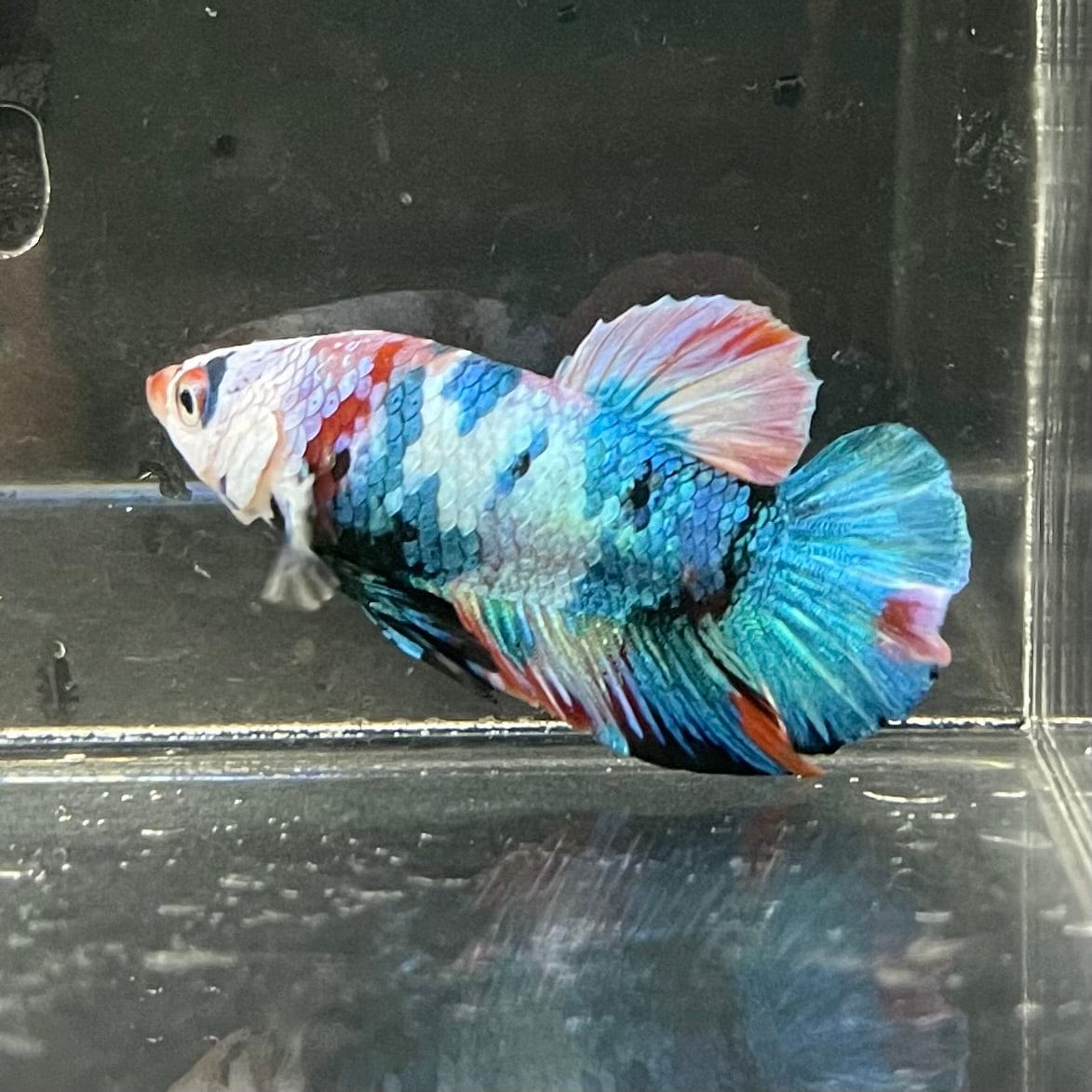 the-fish-farm Premium Male Betta Galaxy Koi Premium Male Betta - One Only - 5 Find a range of Galaxy Koi Male Bettas at The Fish Farm Australia