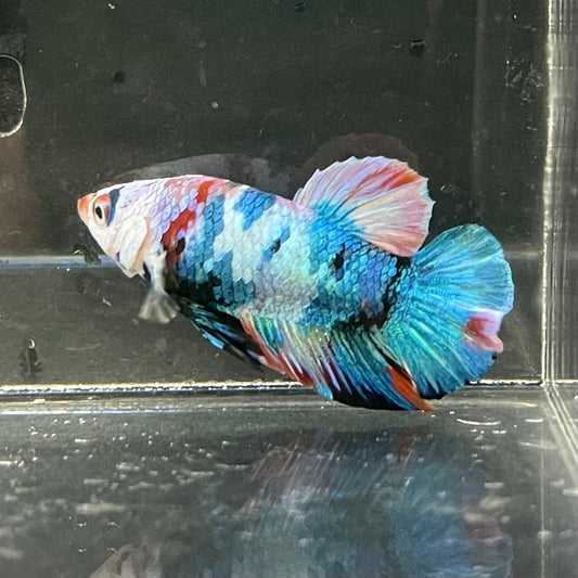 the-fish-farm Premium Male Betta Galaxy Koi Premium Male Betta - One Only - 5 Find a range of Galaxy Koi Male Bettas at The Fish Farm Australia