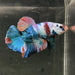 the-fish-farm Premium Male Betta Galaxy Koi Premium Male Betta - One Only - 5 Find a range of Galaxy Koi Male Bettas at The Fish Farm Australia