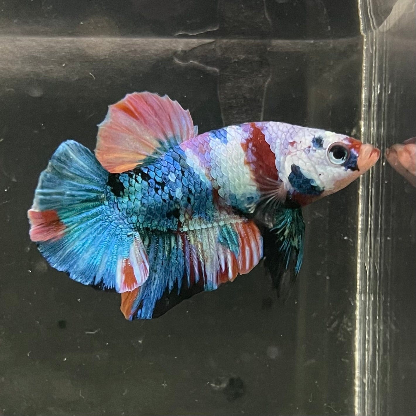 the-fish-farm Premium Male Betta Galaxy Koi Premium Male Betta - One Only - 5 Find a range of Galaxy Koi Male Bettas at The Fish Farm Australia