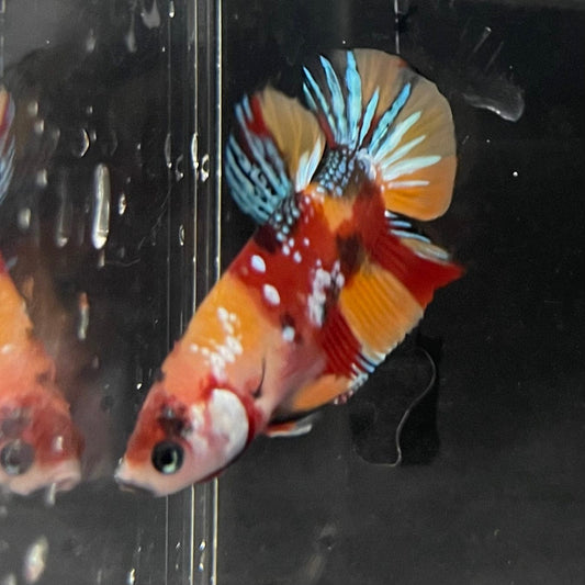 the-fish-farm Premium Male Betta Galaxy Koi Premium Male Betta - One Only - 5 Find a range of Galaxy Koi Male Bettas at The Fish Farm Australia