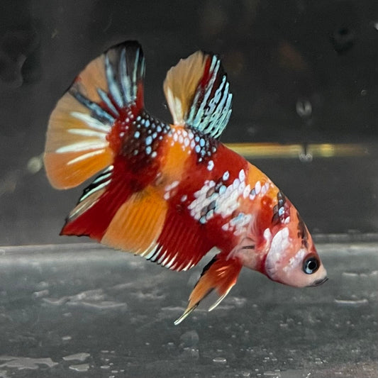the-fish-farm Premium Male Betta Galaxy Koi Premium Male Betta - One Only - 5 Find a range of Galaxy Koi Male Bettas at The Fish Farm Australia