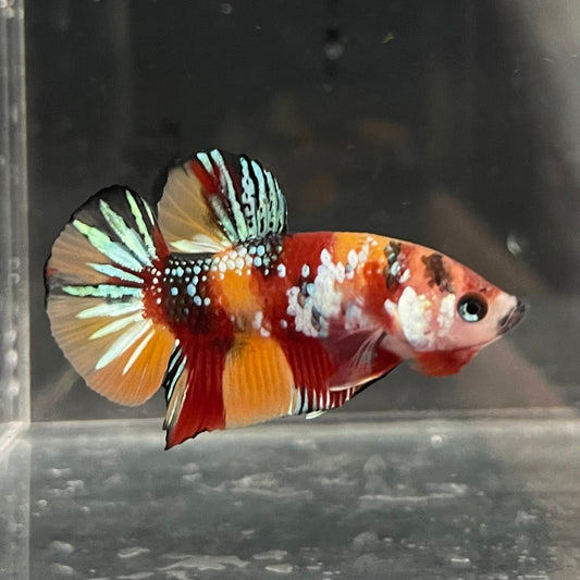 the-fish-farm Premium Male Betta Galaxy Koi Premium Male Betta - One Only - 5 Find a range of Galaxy Koi Male Bettas at The Fish Farm Australia