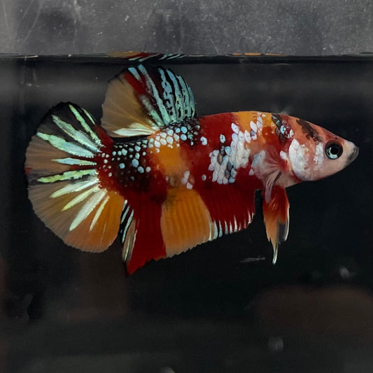 the-fish-farm Premium Male Betta Galaxy Koi Premium Male Betta - One Only - 5 Find a range of Galaxy Koi Male Bettas at The Fish Farm Australia