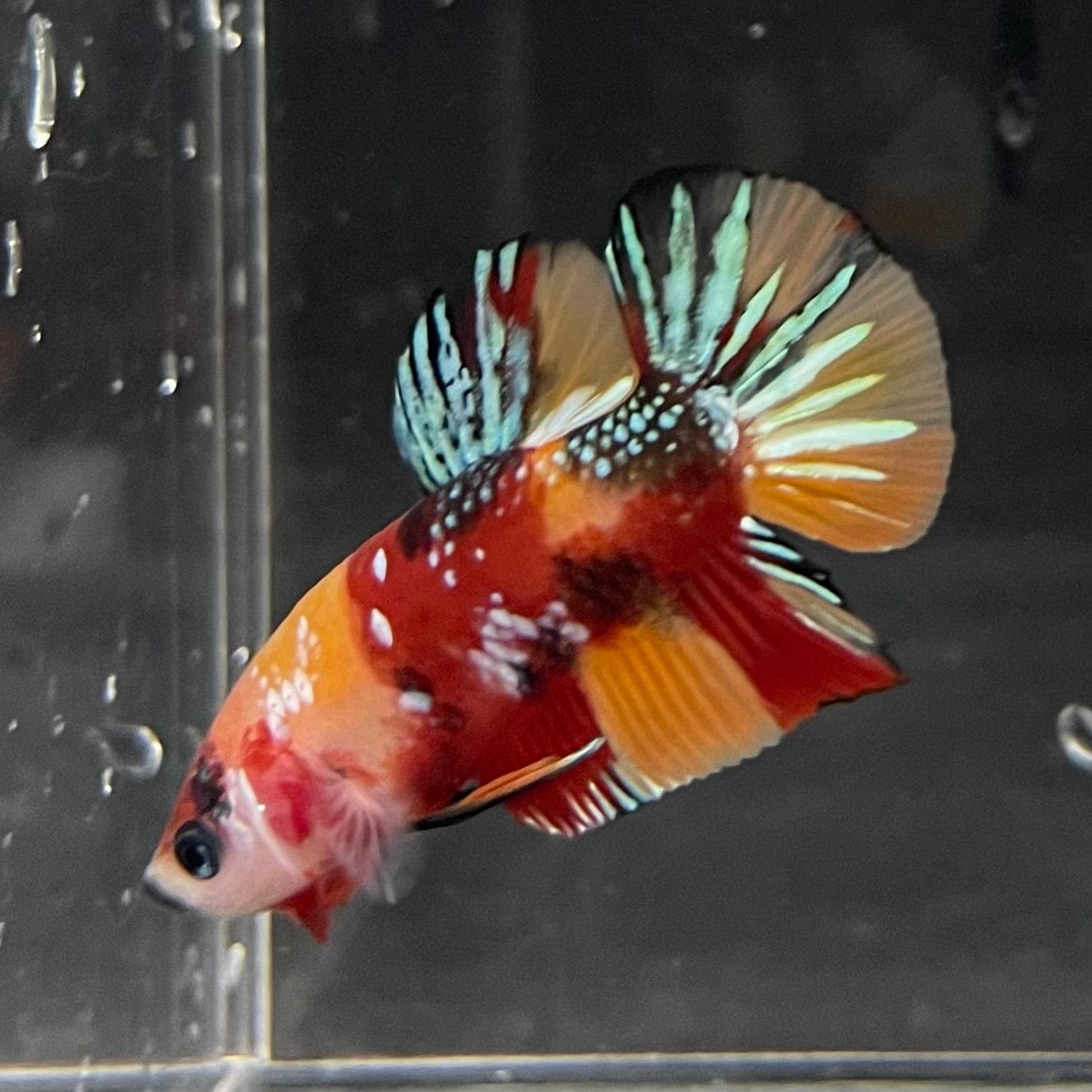 the-fish-farm Premium Male Betta Galaxy Koi Premium Male Betta - One Only - 5 Find a range of Galaxy Koi Male Bettas at The Fish Farm Australia