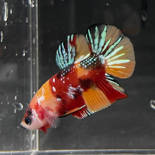 the-fish-farm Premium Male Betta Galaxy Koi Premium Male Betta - One Only - 5 Find a range of Galaxy Koi Male Bettas at The Fish Farm Australia