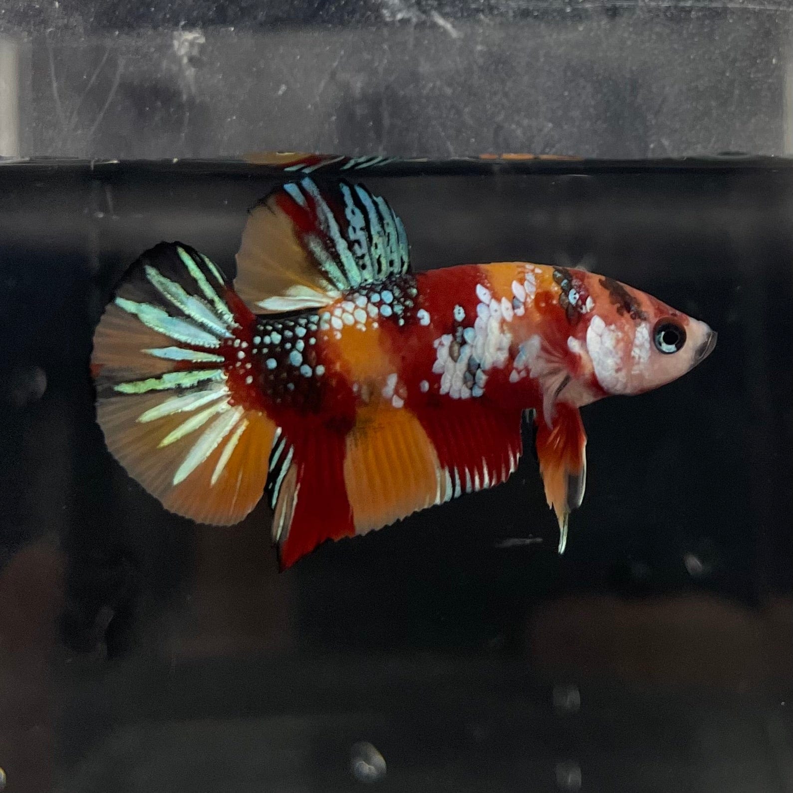 the-fish-farm Premium Male Betta Galaxy Koi Premium Male Betta - One Only - 5 Find a range of Galaxy Koi Male Bettas at The Fish Farm Australia