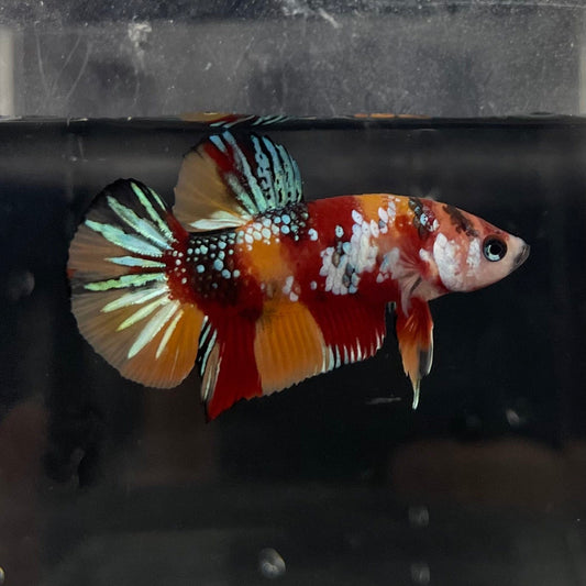 the-fish-farm Premium Male Betta Galaxy Koi Premium Male Betta - One Only - 5 Find a range of Galaxy Koi Male Bettas at The Fish Farm Australia