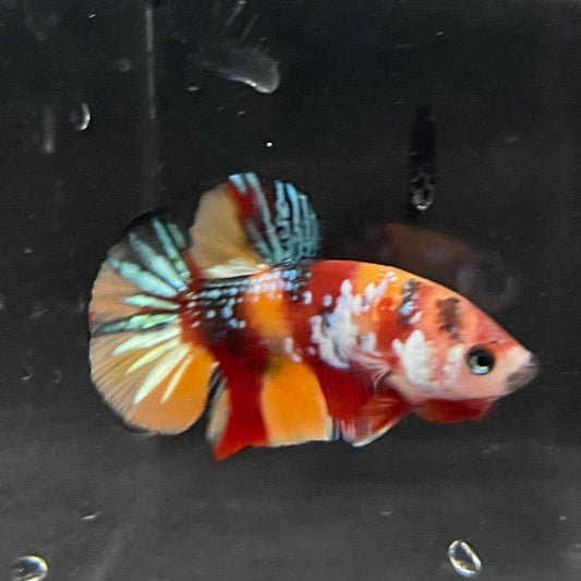 the-fish-farm Premium Male Betta Galaxy Koi Premium Male Betta - One Only - 5 Find a range of Galaxy Koi Male Bettas at The Fish Farm Australia