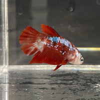 the-fish-farm Premium Male Betta Galaxy Koi Premium Male Betta - One Only - 5 Find a range of Galaxy Koi Male Bettas at The Fish Farm Australia