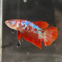 the-fish-farm Premium Male Betta Galaxy Koi Premium Male Betta - One Only - 5 Find a range of Galaxy Koi Male Bettas at The Fish Farm Australia