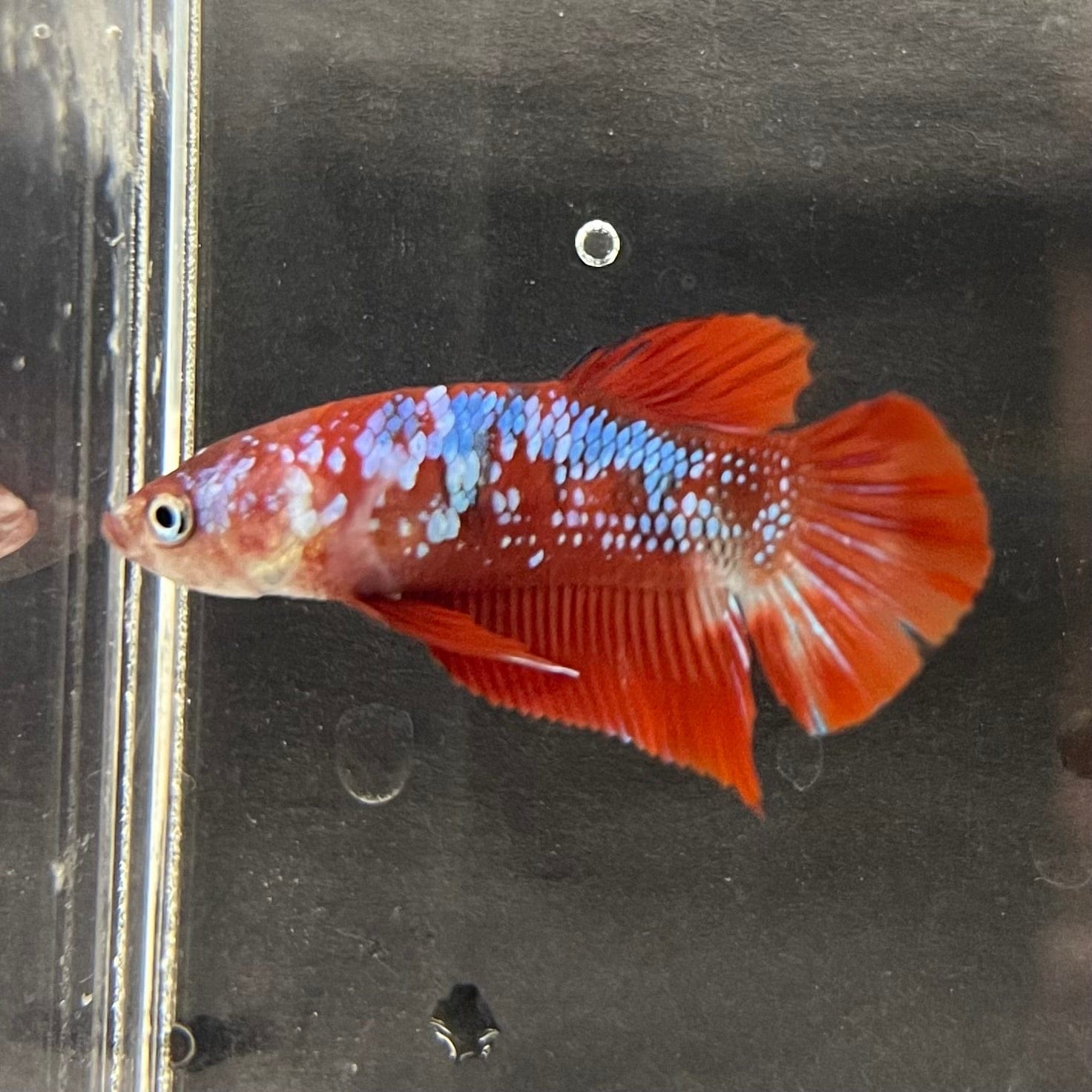the-fish-farm Premium Male Betta Galaxy Koi Premium Male Betta - One Only - 5 Find a range of Galaxy Koi Male Bettas at The Fish Farm Australia