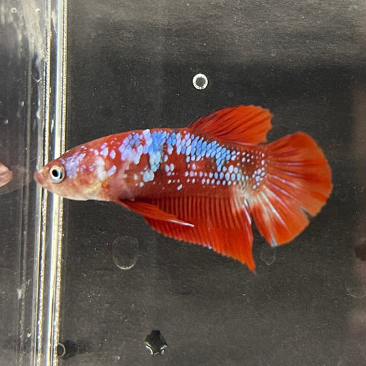 the-fish-farm Premium Male Betta Galaxy Koi Premium Male Betta - One Only - 5 Find a range of Galaxy Koi Male Bettas at The Fish Farm Australia