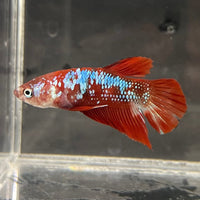 the-fish-farm Premium Male Betta Galaxy Koi Premium Male Betta - One Only - 5 Find a range of Galaxy Koi Male Bettas at The Fish Farm Australia