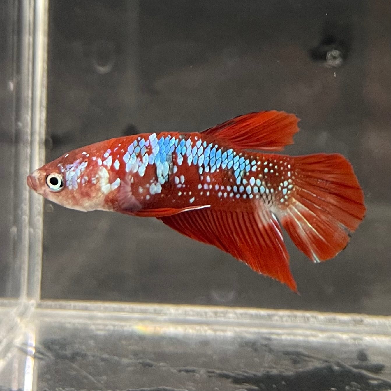 the-fish-farm Premium Male Betta Galaxy Koi Premium Male Betta - One Only - 5 Find a range of Galaxy Koi Male Bettas at The Fish Farm Australia