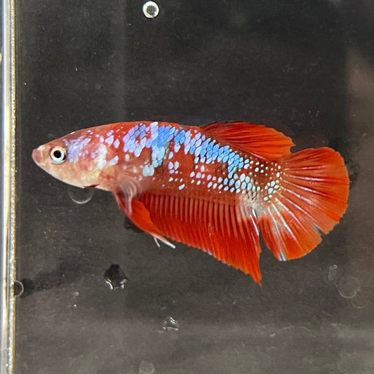 the-fish-farm Premium Male Betta Galaxy Koi Premium Male Betta - One Only - 5 Find a range of Galaxy Koi Male Bettas at The Fish Farm Australia