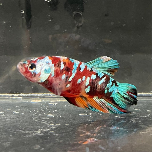 the-fish-farm Premium Male Betta Galaxy Koi Premium Male Betta - One Only - 6 Find a range of Galaxy Koi Male Bettas at The Fish Farm Australia