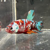the-fish-farm Premium Male Betta Galaxy Koi Premium Male Betta - One Only - 6 Find a range of Galaxy Koi Male Bettas at The Fish Farm Australia