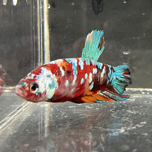 the-fish-farm Premium Male Betta Galaxy Koi Premium Male Betta - One Only - 6 Find a range of Galaxy Koi Male Bettas at The Fish Farm Australia