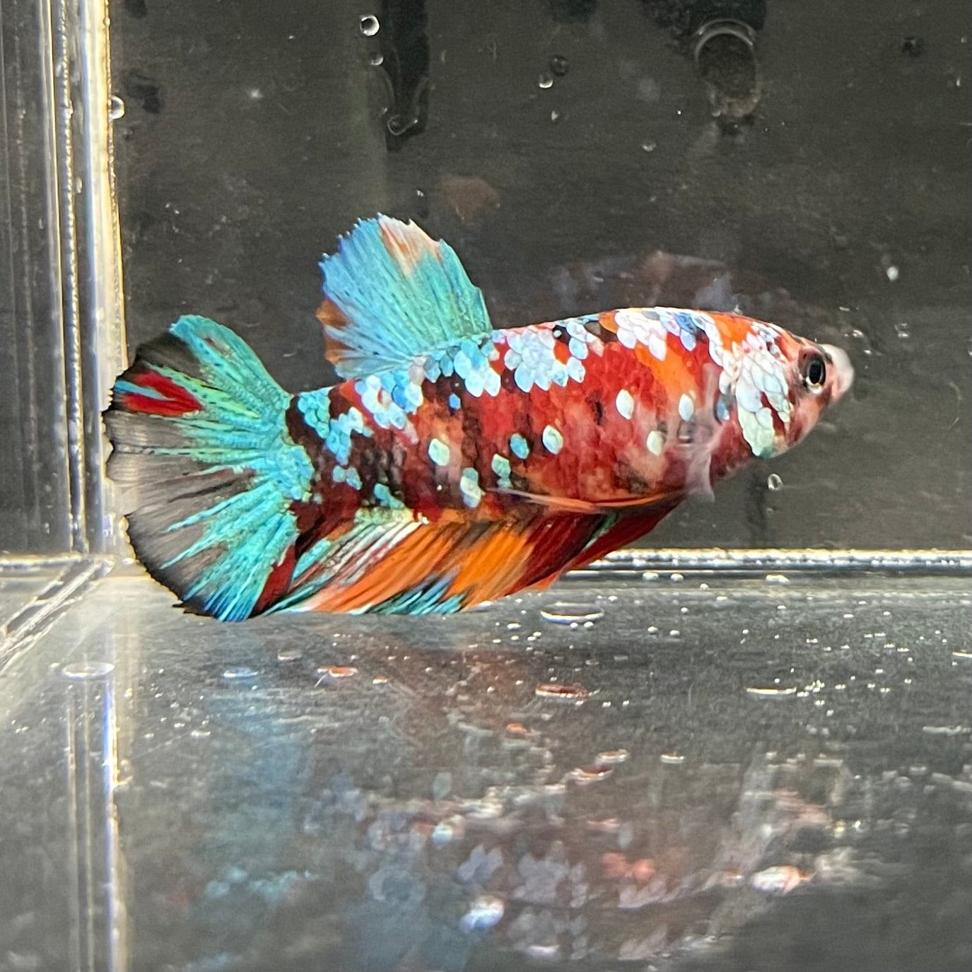 the-fish-farm Premium Male Betta Galaxy Koi Premium Male Betta - One Only - 6 Find a range of Galaxy Koi Male Bettas at The Fish Farm Australia