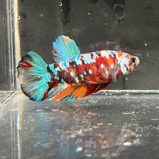 the-fish-farm Premium Male Betta Galaxy Koi Premium Male Betta - One Only - 6 Find a range of Galaxy Koi Male Bettas at The Fish Farm Australia