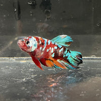the-fish-farm Premium Male Betta Galaxy Koi Premium Male Betta - One Only - 6 Find a range of Galaxy Koi Male Bettas at The Fish Farm Australia