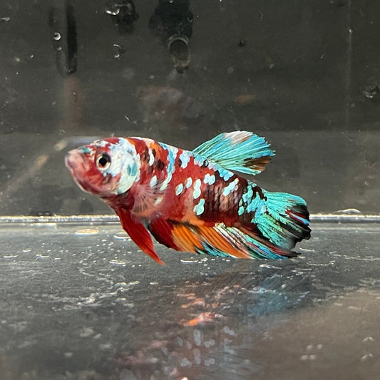 the-fish-farm Premium Male Betta Galaxy Koi Premium Male Betta - One Only - 6 Find a range of Galaxy Koi Male Bettas at The Fish Farm Australia