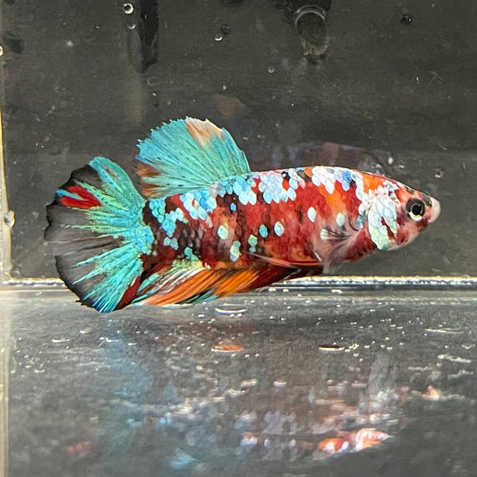 the-fish-farm Premium Male Betta Galaxy Koi Premium Male Betta - One Only - 6 Find a range of Galaxy Koi Male Bettas at The Fish Farm Australia