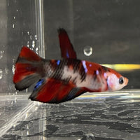 the-fish-farm Premium Male Betta Galaxy Koi Premium Male Betta - One Only - 6 Find a range of Galaxy Koi Male Bettas at The Fish Farm Australia
